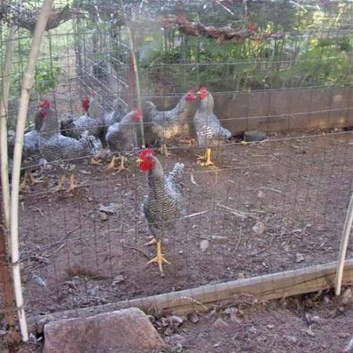 The Basics of Butchering Chickens